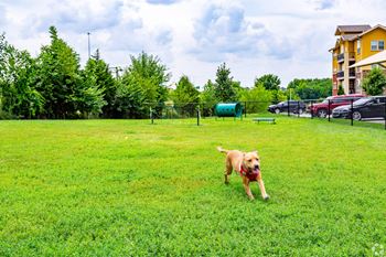 A dog is running in a grassy field.